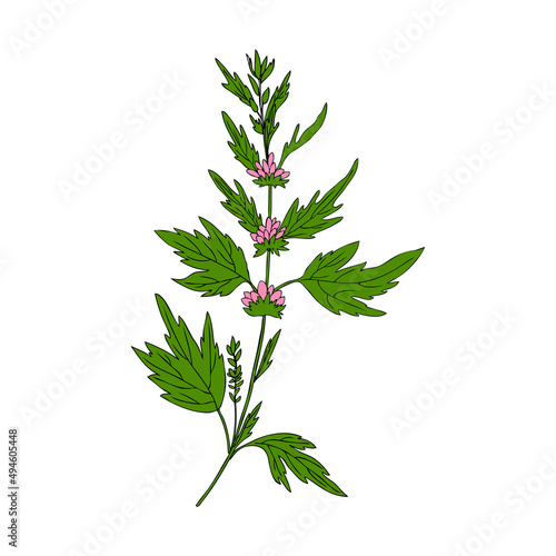 Motherwort hand drawn vector sketch isolated on white background, healing meadow colorful herbal medical sedative plant, Organic food ingredient illustration for healthy market, pharmacology, cosmetic
