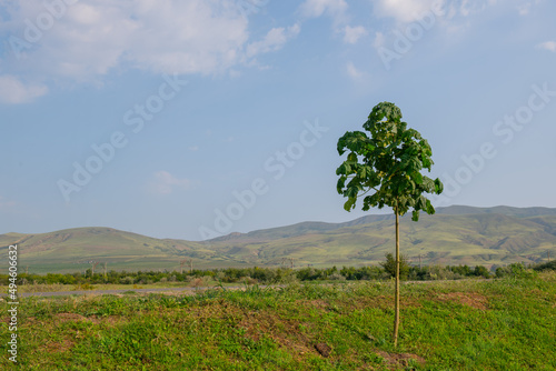 unique colchis forests with evergreen undergrowth in georgia photo