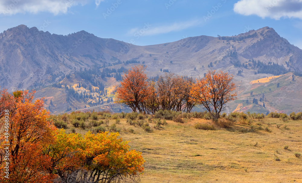 Colorful Maple trees on the hill top with tall mountains in the background, shot in Utah Ogden mountains.