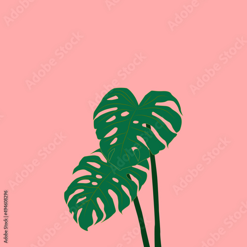 Monstera Plant with Pink Background photo