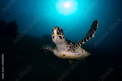 Hawksbill Turtle - Eretmochelys imbricata swims along coral reefs and looking for food. Underwater life of Tulamben, Bali, Indonesia.