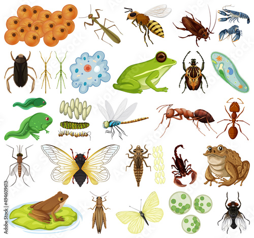 Different kinds of insects and animals on white background © blueringmedia