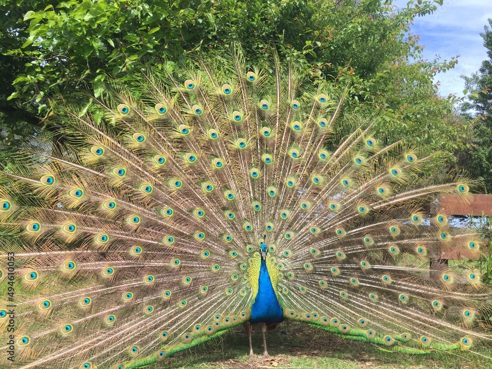 Obraz premium peacock with feathers out