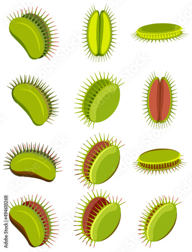 Venus flytrap carnivorous plant  and insect