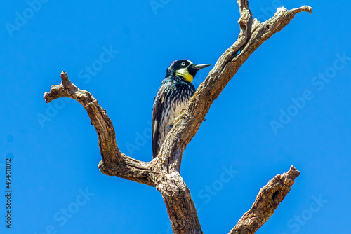 pájaro carpintero bellotero en un árbol muerto de zacatecas  photo