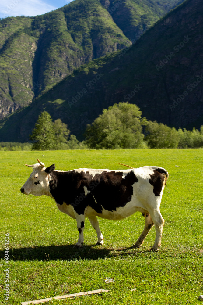 One vlack and white standing in green valley near mountains in Altay