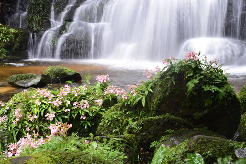 Fototapeta Naklejka Na Ścianę i Meble -  beautiful waterfall in the forest national park