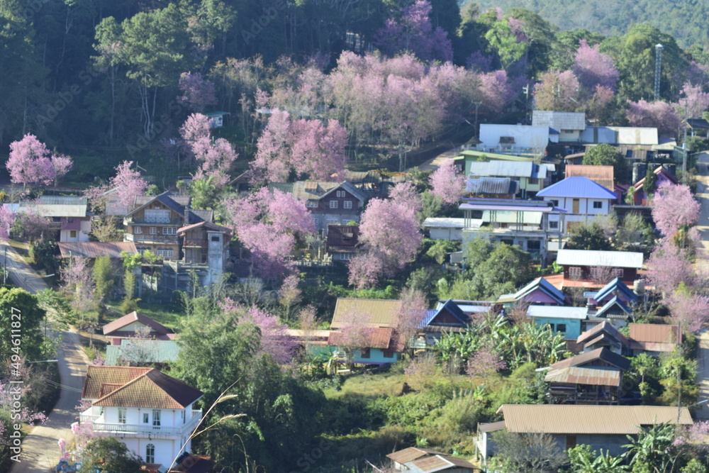 Fototapeta premium Golden light in the morning. City of pink flowers. People walking.