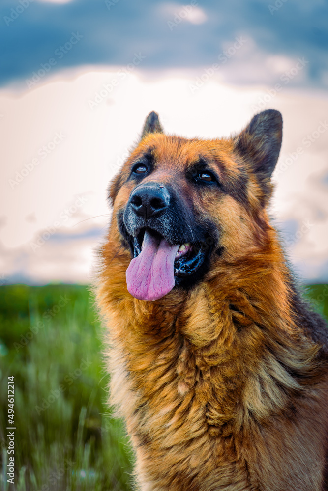 portrait of a shepherd portrait of a shepherd