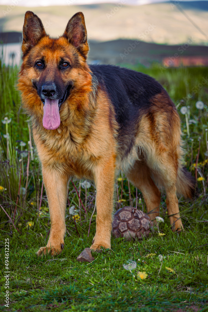 german shepherd dog on grass german shepherd dog on grass
