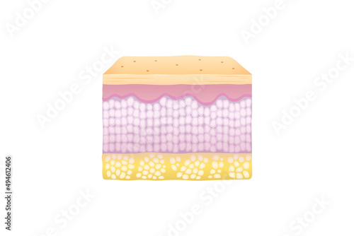 Normal Human Skin Layers Cube
