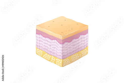 Normal Human Skin Layers Isometric Cube