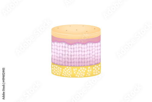 Normal Human Skin Layers Cylinder