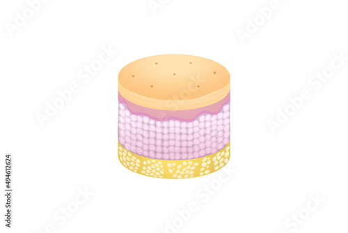 Normal Human Skin layers Isometric Cylinder