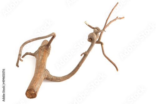dry twigs laid on a white background