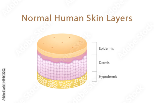Normal Human Skin layers Isometric Cylinder