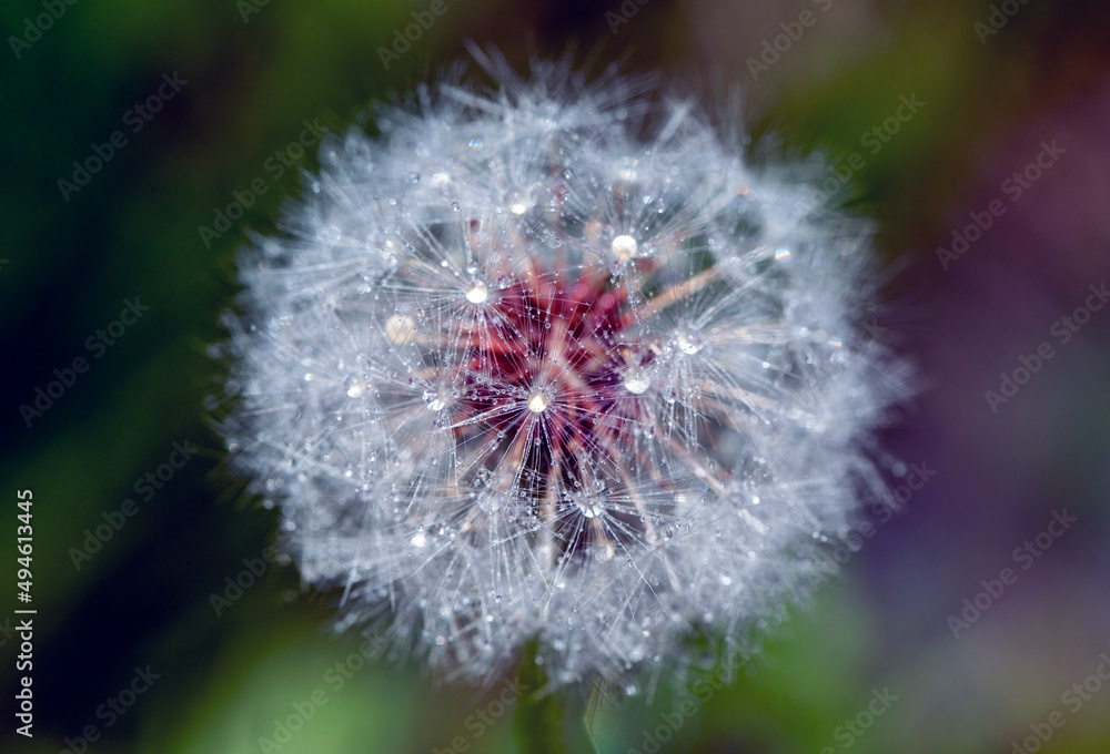 Fototapeta premium close up of dandelion