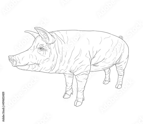 Pig realistic drawing animal