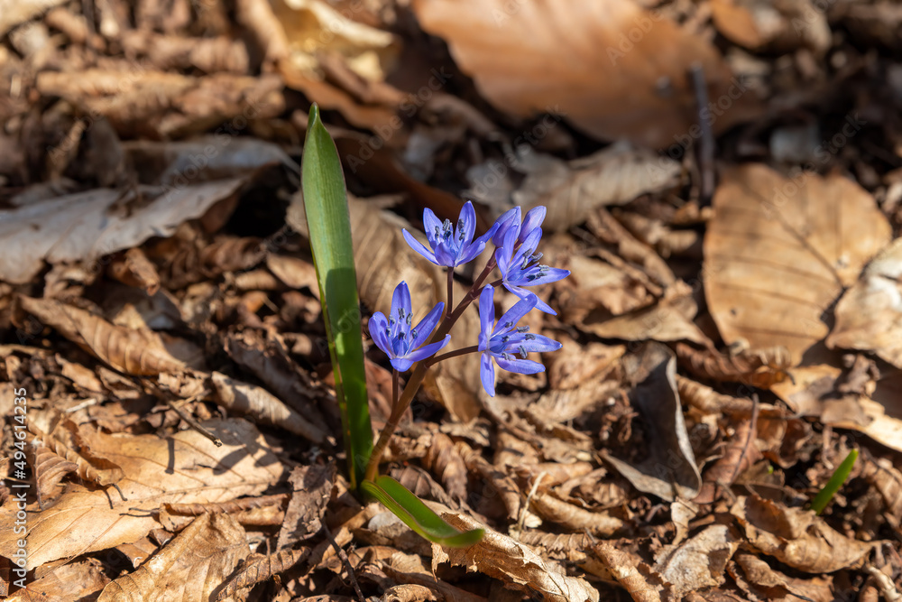 spring crocus flower spring crocus flower