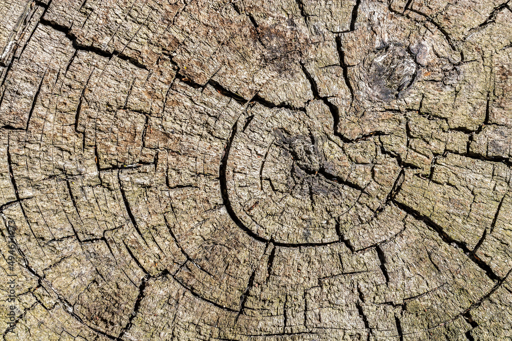 cross section of the old trunk with annual rings and cracks cross section of the old trunk with annual rings and cracks