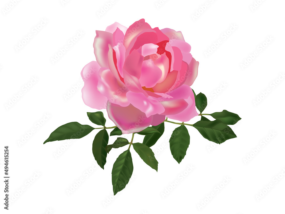 Pink Rose isolated on white Pink Rose isolated on white