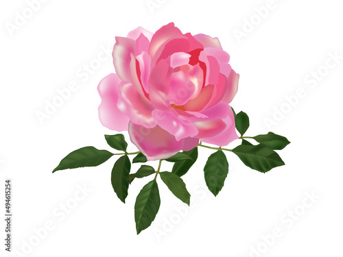 Pink Rose isolated on white © Phuttan