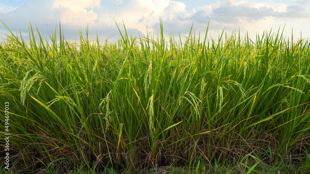 Fototapeta premium Rice fields (rice) in the harvest season. Rice fields in the morning.