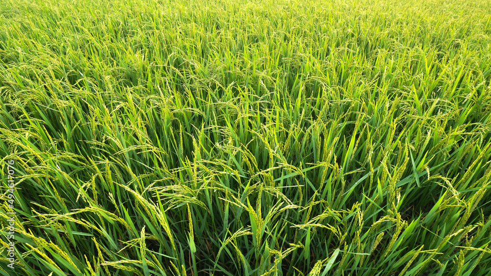 Fototapeta premium Rice fields (rice) in the harvest season. Rice fields in the morning.