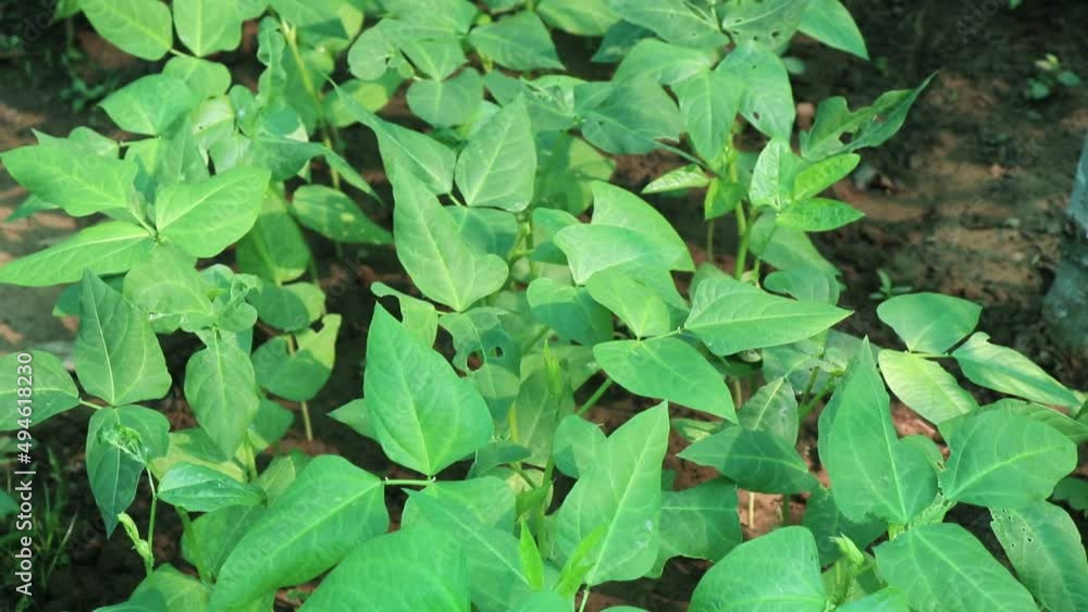 View of Young and fresh yardlong bean plants growing in an organic home garden View of Young and fresh yardlong bean plants growing in an organic home garden