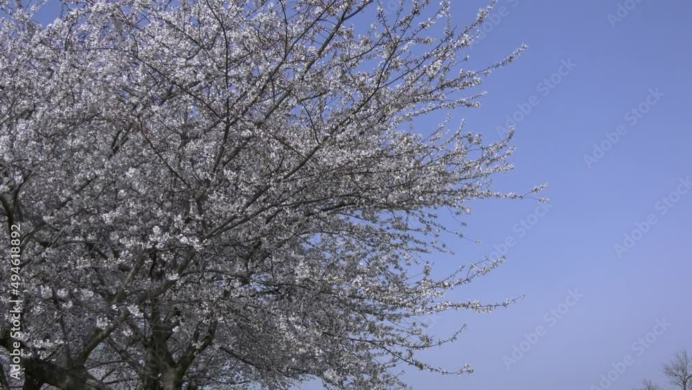 Cherry Blossom tree waving in breeze Cherry Blossom tree waving in breeze