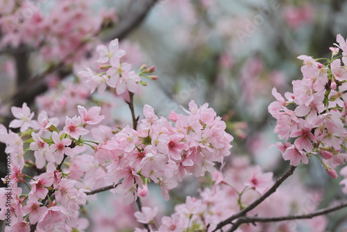 Fotografía the Pink Prunus Campanulata Flower at TKO Park