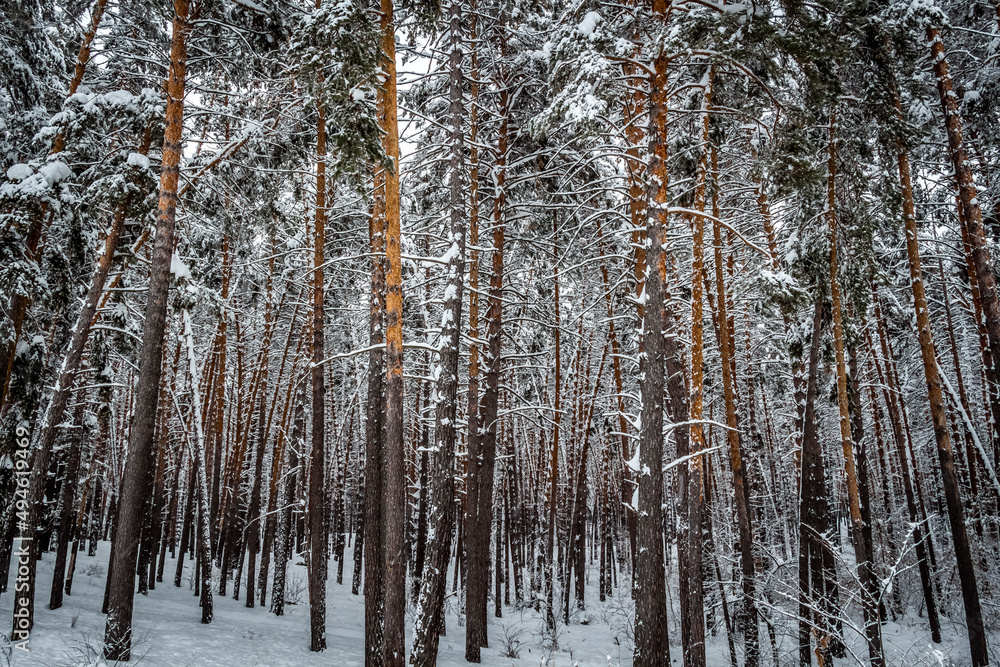 Fototapeta premium Fresh fluffy snow on tree branches on a quiet winter day.