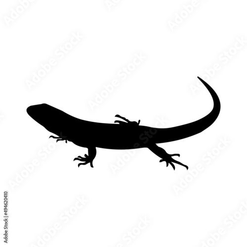 lizard silhouette on white background.