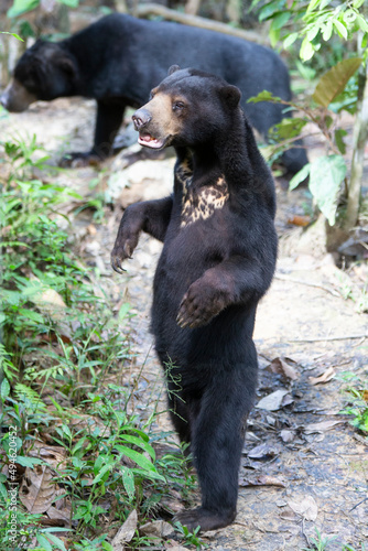 Malayan Sun Bear is the smallest bear in the world.