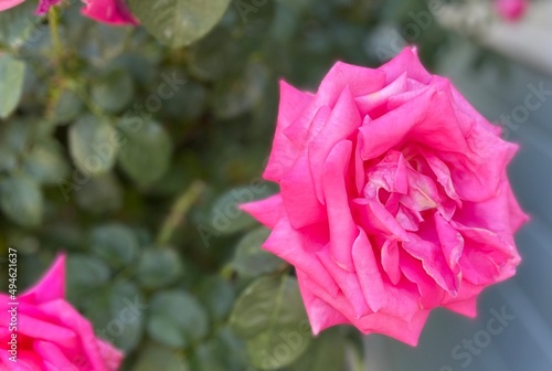 pink rose in garden