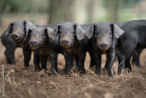 Fototapeta Litter of Large Black piglets