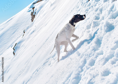 dog running in snow photo