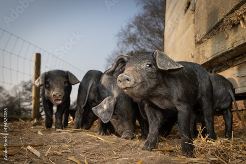 Litter of Large Black rare breed piglets