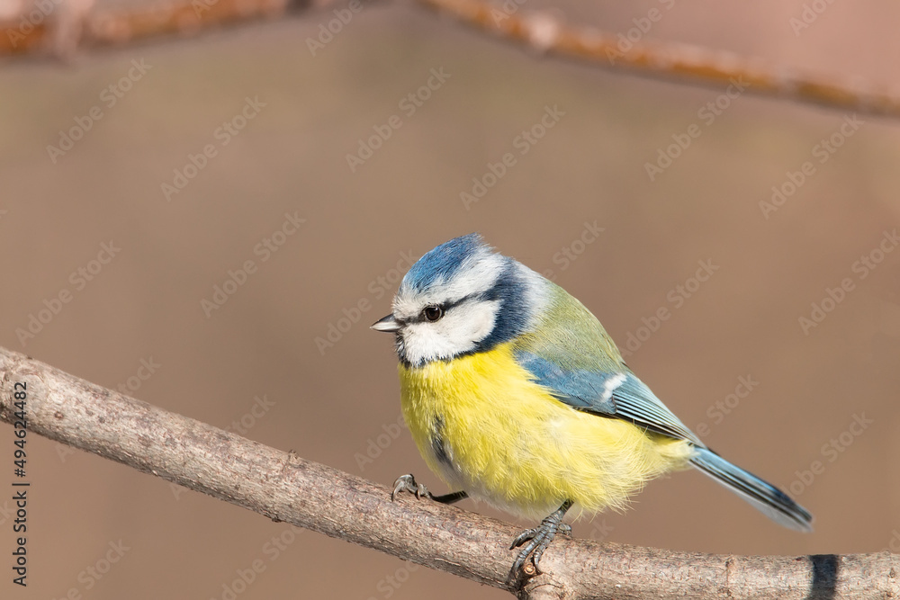 Fototapeta premium A blue tit (Cyanistes caeruleus) perched.