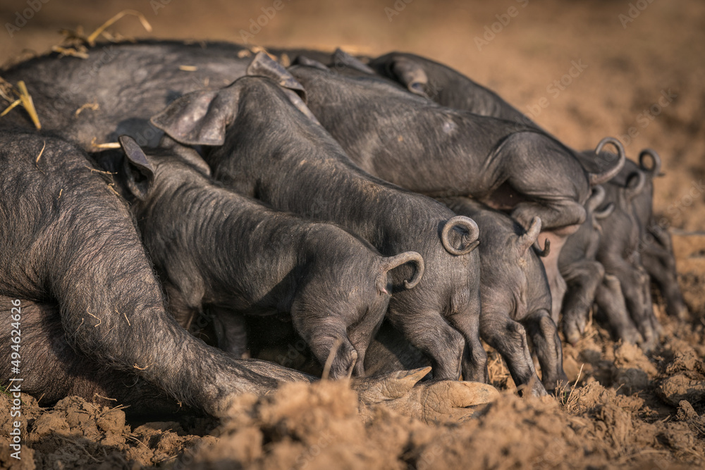 Fototapeta premium Litter of Large Black rare breed piglets suckling