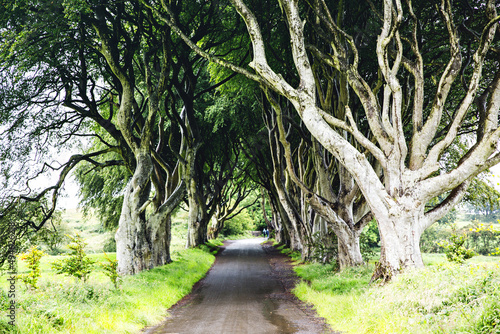 Spectacular Dark Hedges in County Antrim  Northern Ireland on cloudy foggy day. Avenue of beech trees along Bregagh Road between Armoy and Stranocum. Empty road without tourists