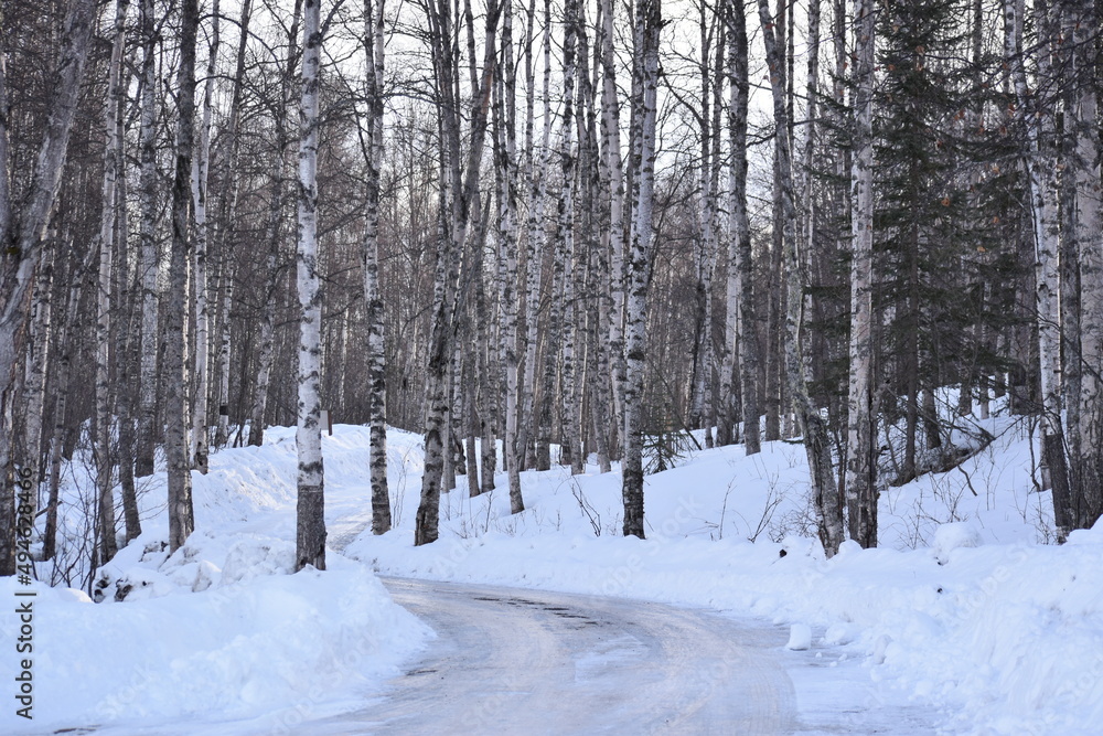 Winter forest