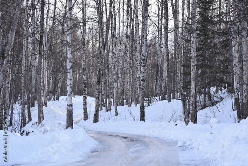 Winter forest © Samantha