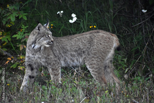Lynx in the grass © Samantha
