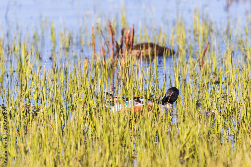 Shoveler in green reed by the waters edge Shoveler in green reed by the waters edge