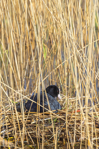 Coot nesting in the reed