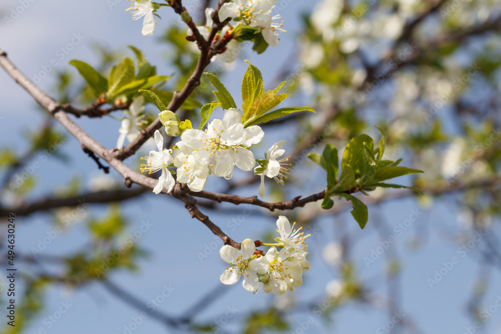 Branches of blooming plum tree in a spring orchard.