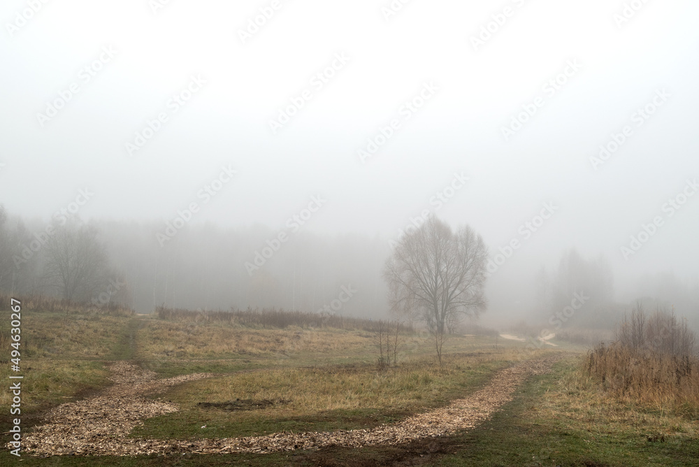 Lone tree silhouettes in the autumn field in thick morning fog Lone tree silhouettes in the autumn field in thick morning fog