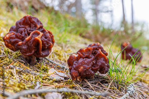 Morel mushrooms in the forest