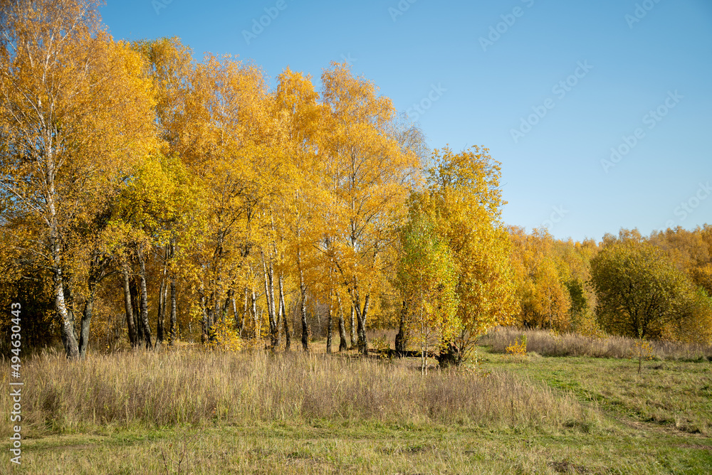 Yellowed trees in forest in sunny day golden autumn landscape